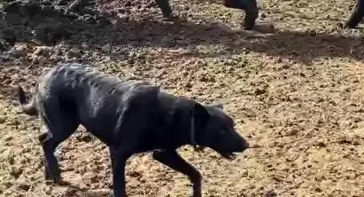 Lost dog in Marana, AZ, 85653