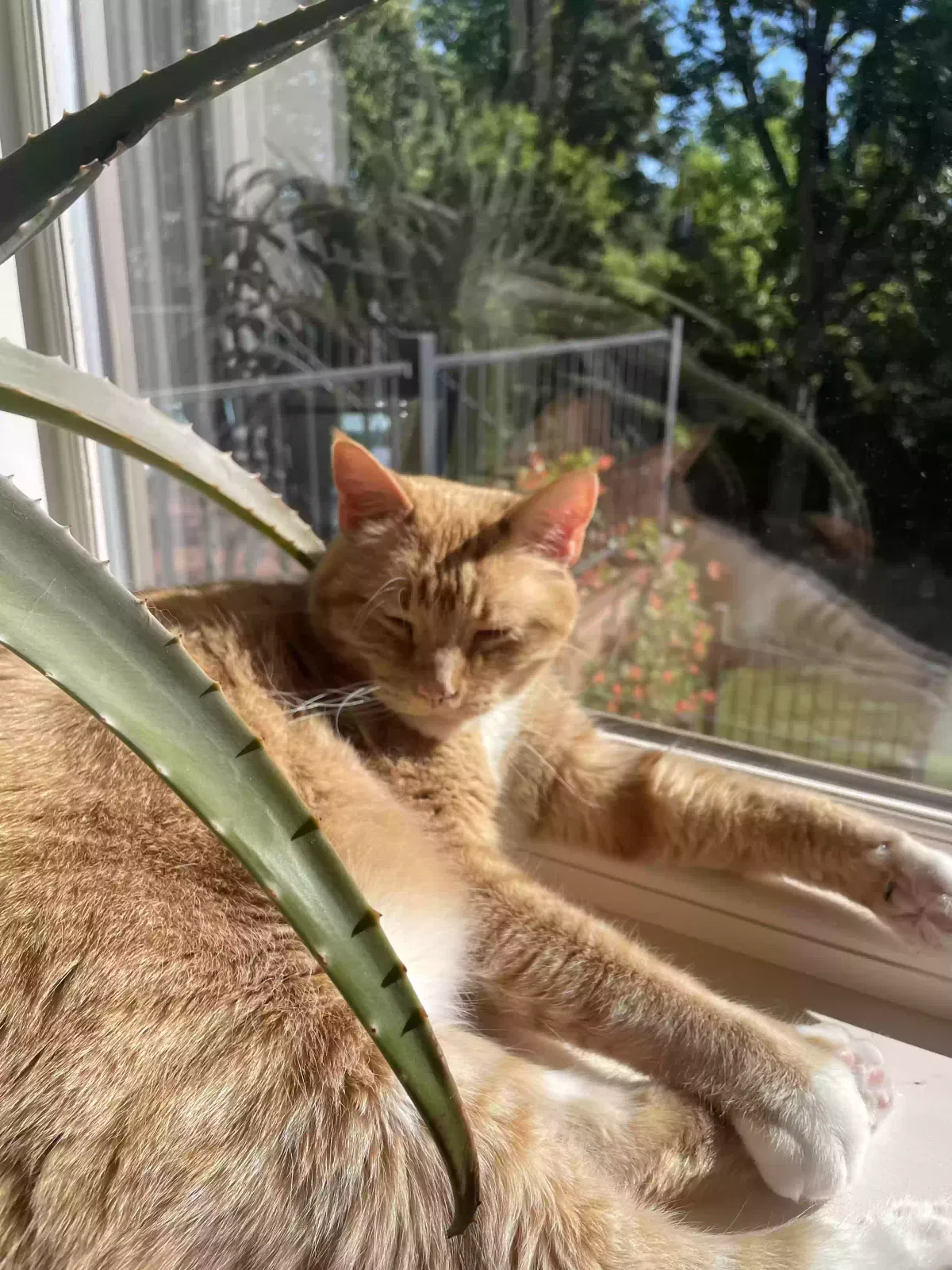 Lost cat in Denver, CO, 80215