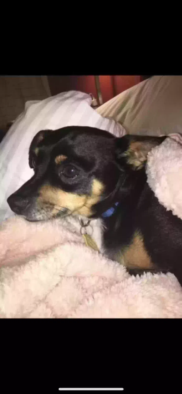 Lost dog in Houston, TX, 77042