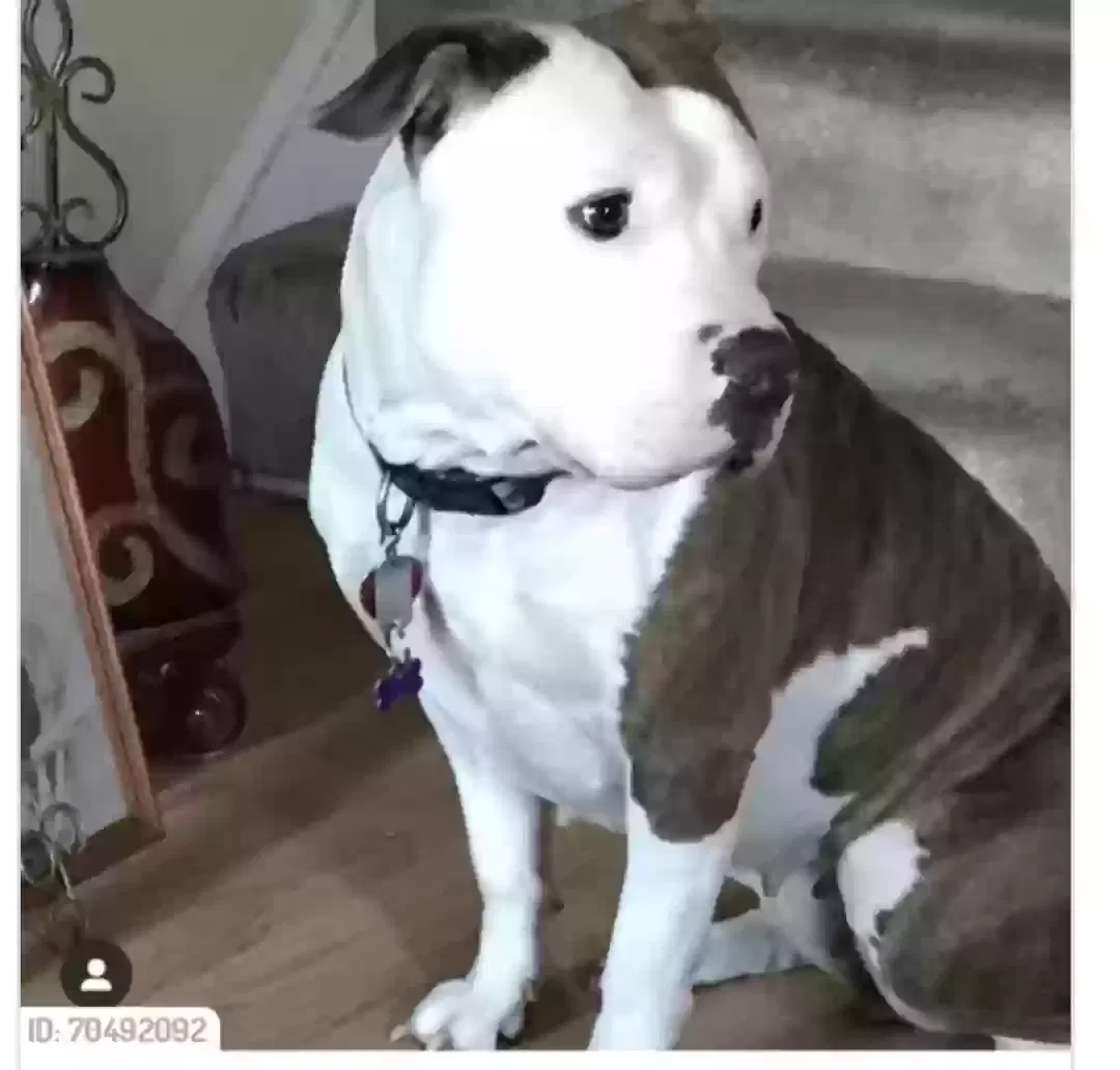 Lost dog in Brooklyn, MD, 21225
