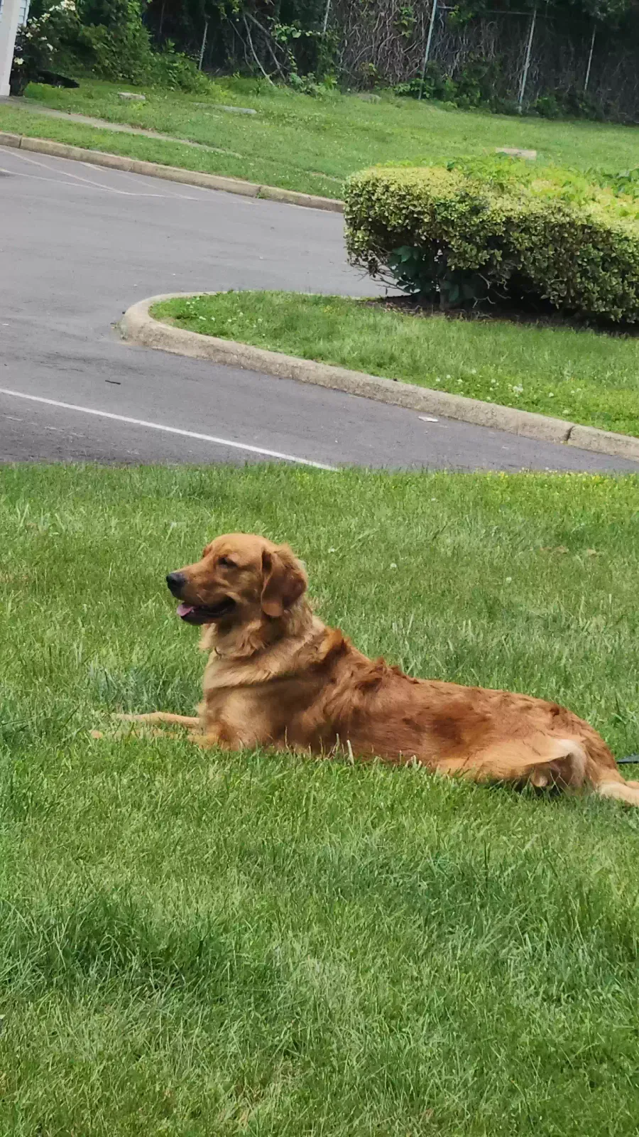 Lost dog in Triangle, VA, 22172