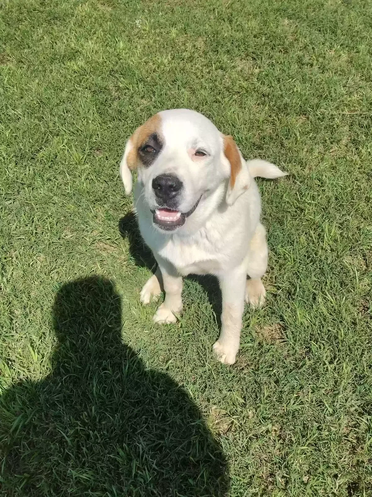 Lost dog in Itasca, TX, 76055