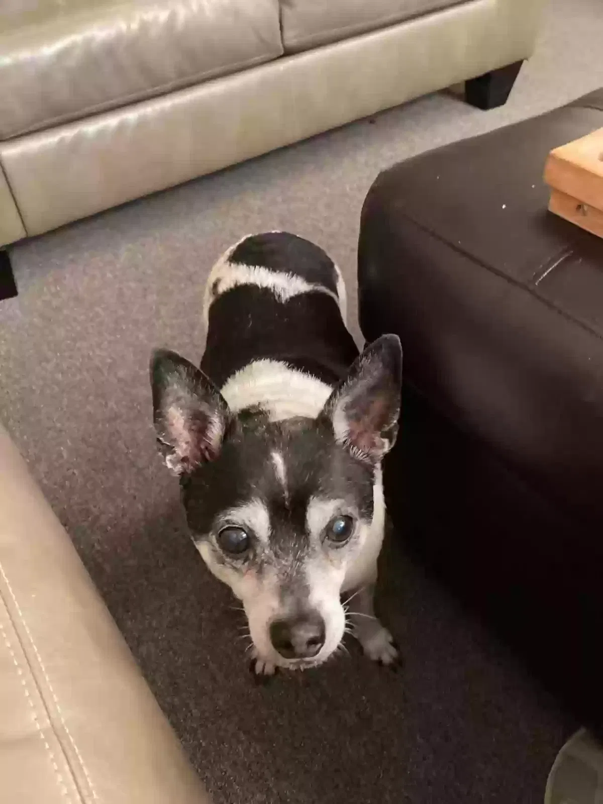 Lost dog in Washington, NC, 27889