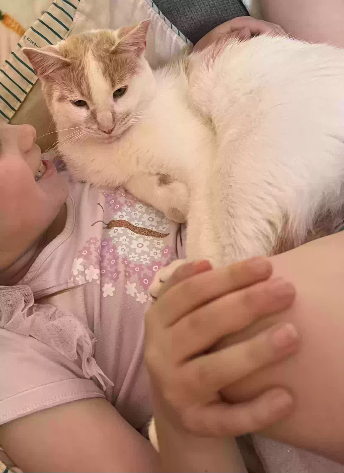 Lost cat in Peoria, IL, 61614