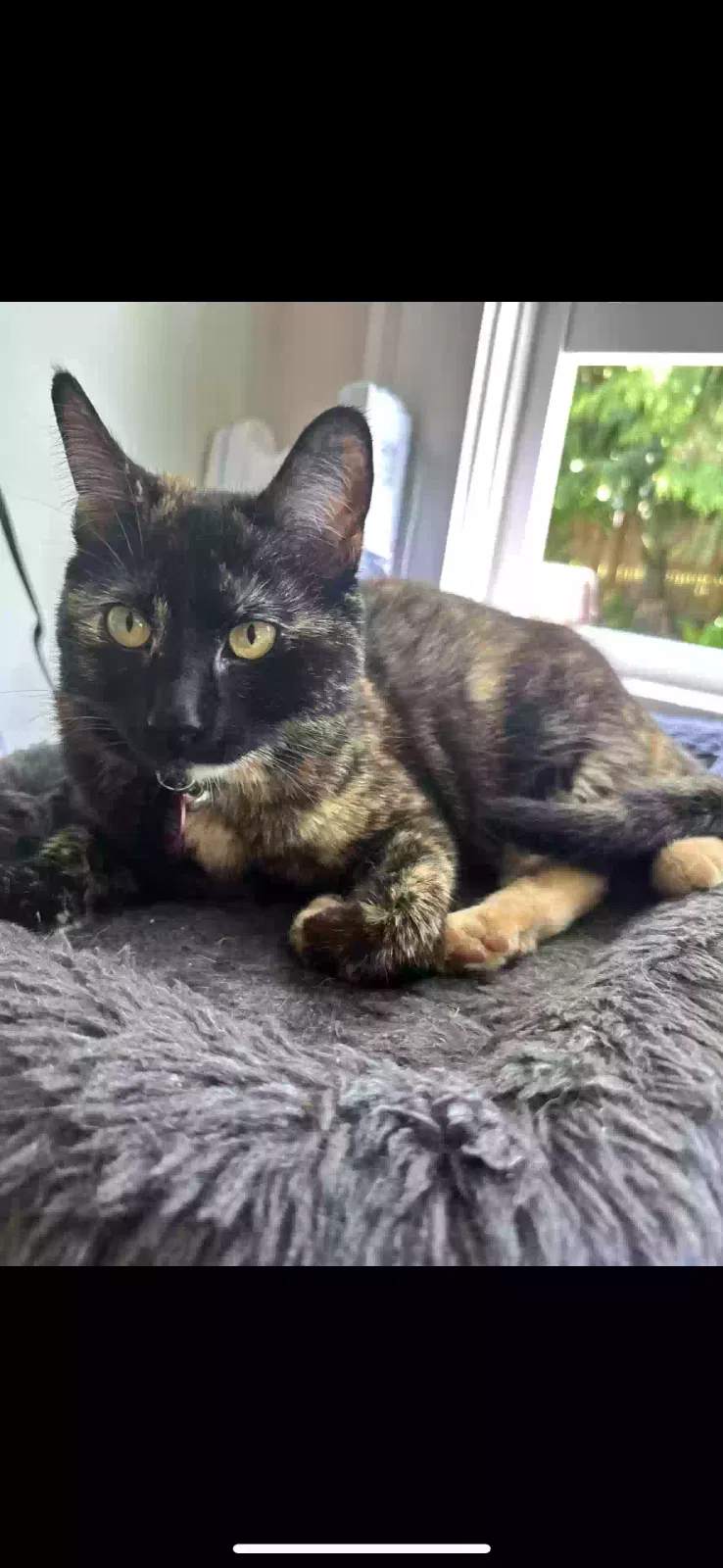 Lost cat in Seattle, WA, 98117
