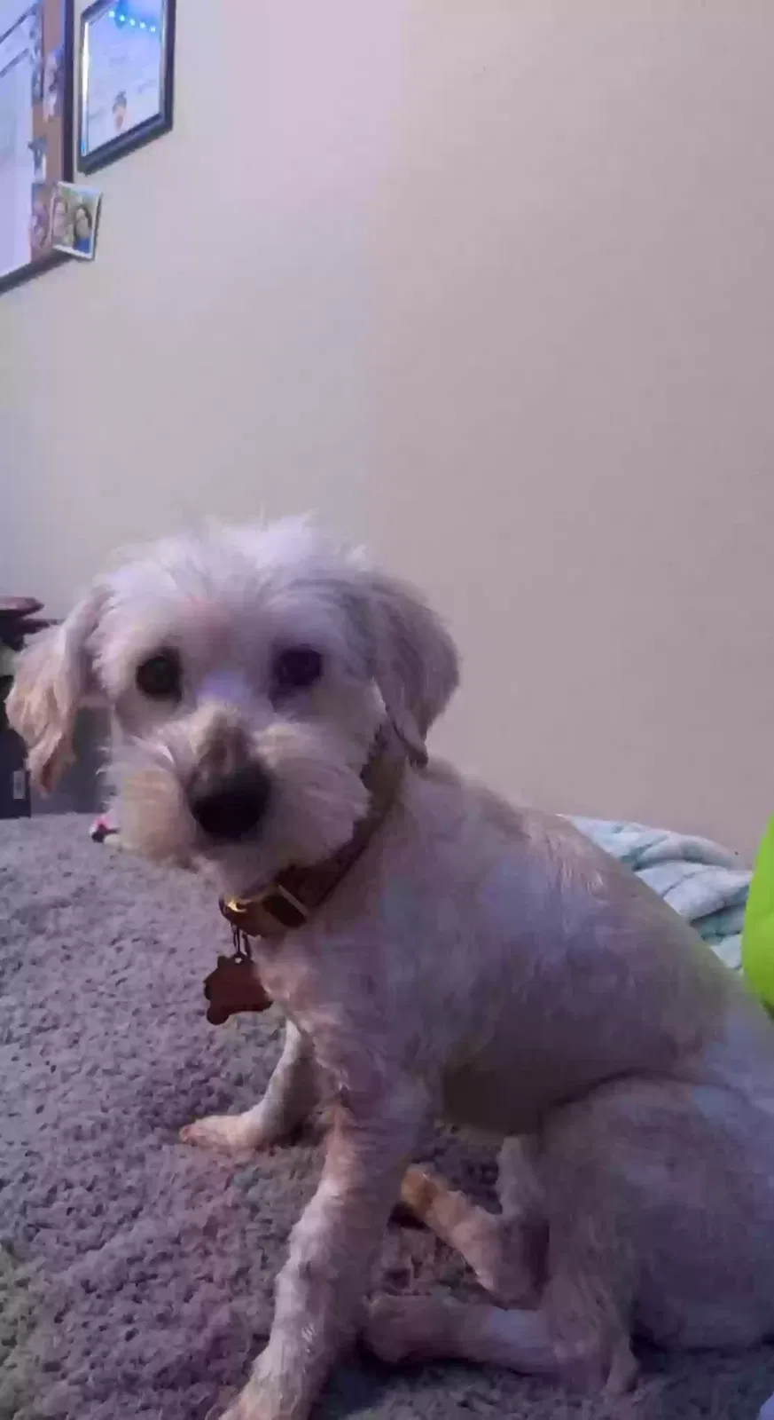 Lost dog in Corpus Christi, TX, 78418