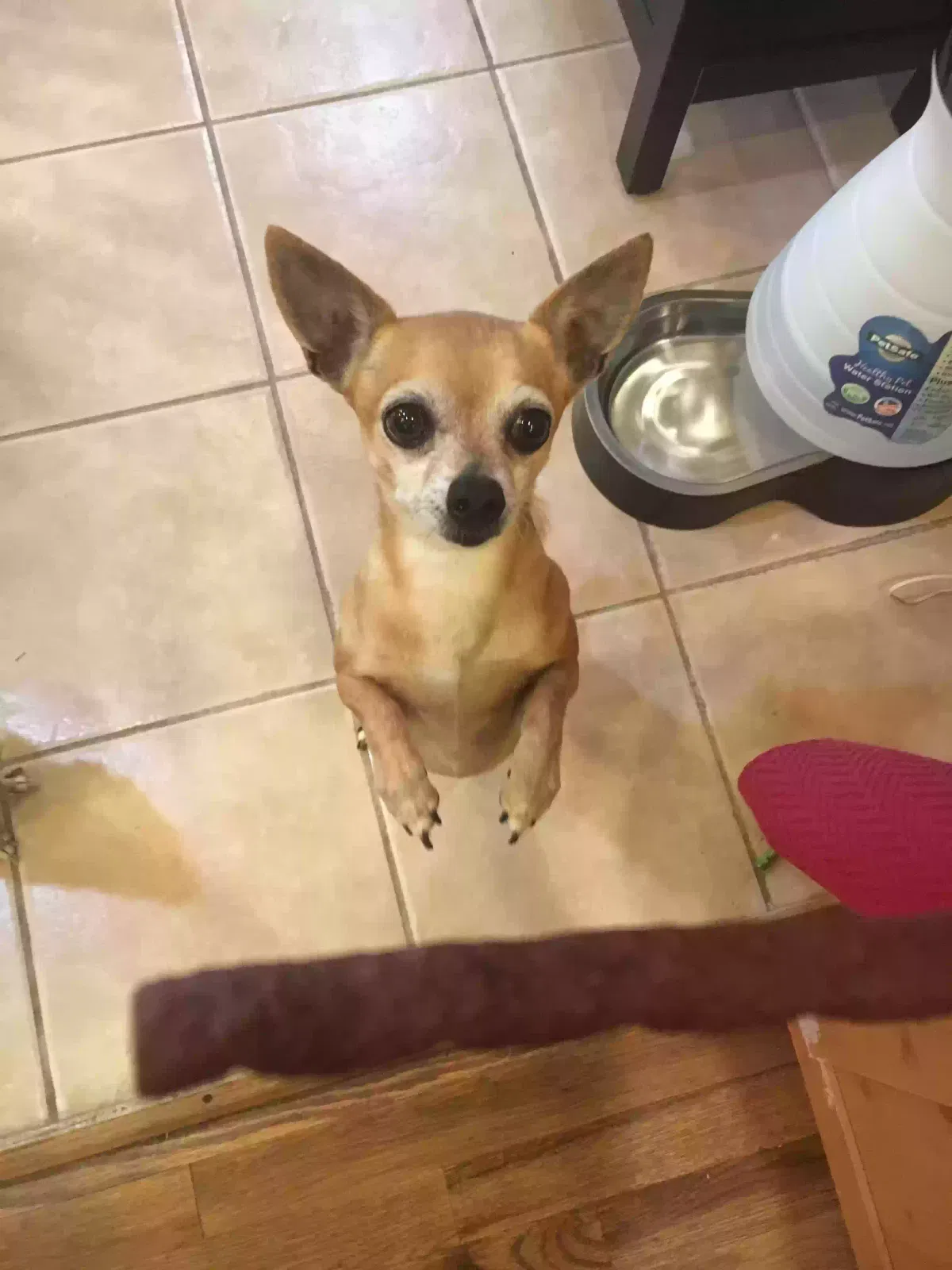 Lost dog in Reno, NV, 89503
