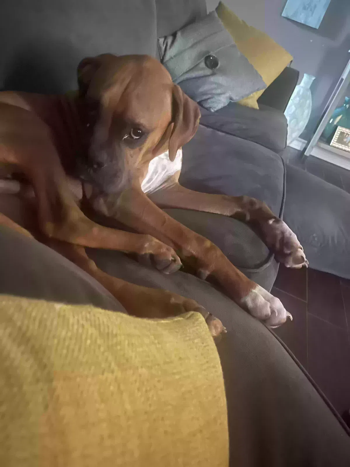 Lost dog in Corpus Christi, TX, 78414