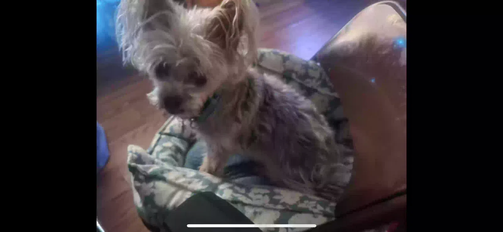 Lost dog in Poplarville, MS, 39470