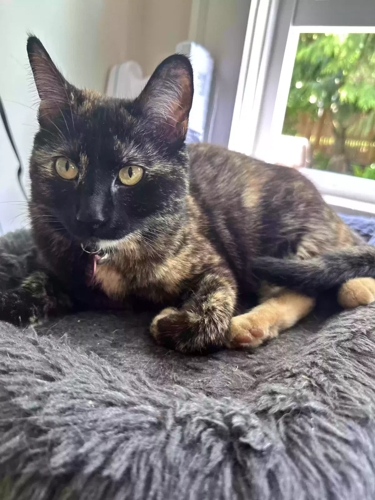 Lost cat in Seattle, WA, 98117