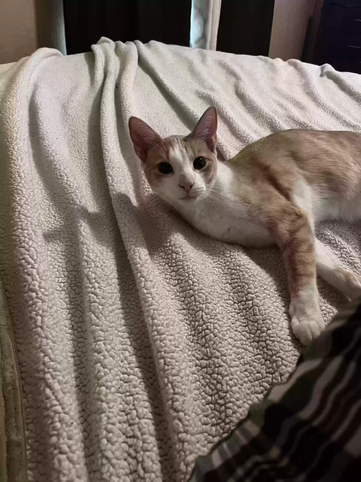 Lost cat in Schertz, TX, 78154
