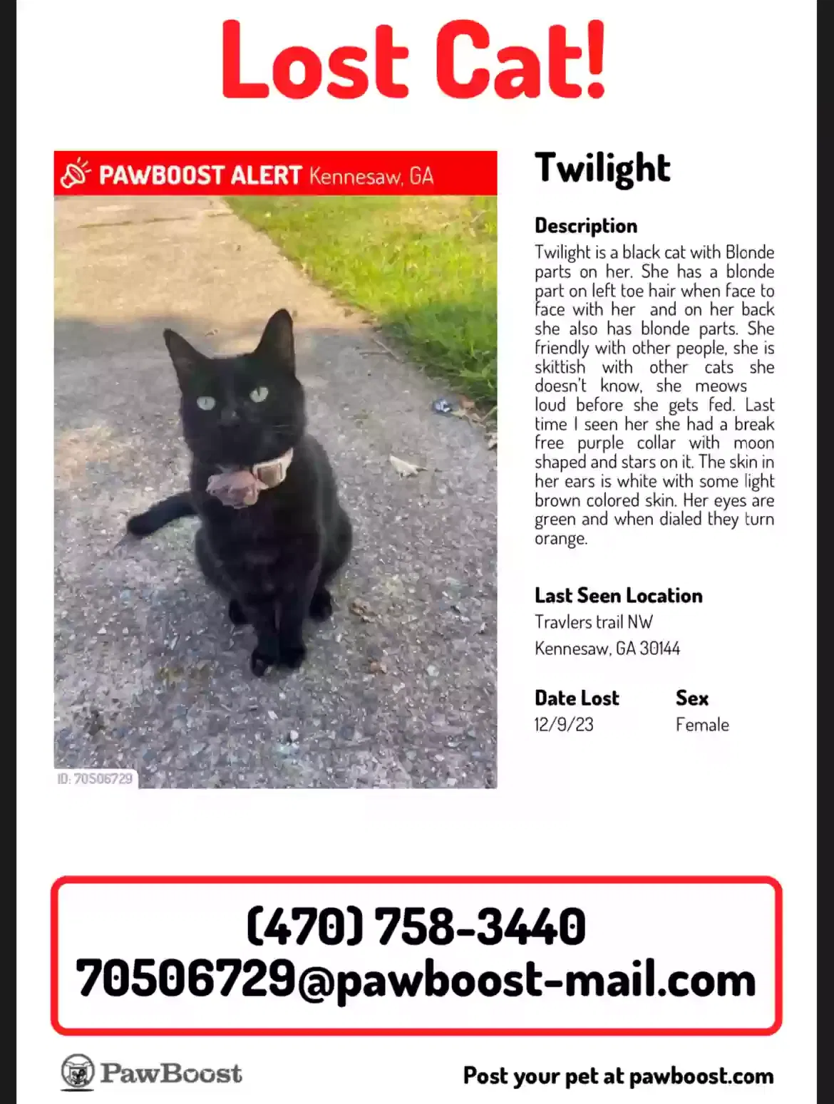 Lost cat in Kennesaw, GA, 30144