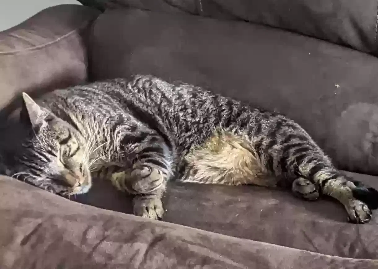 Lost cat in Pflugerville, TX, 78660