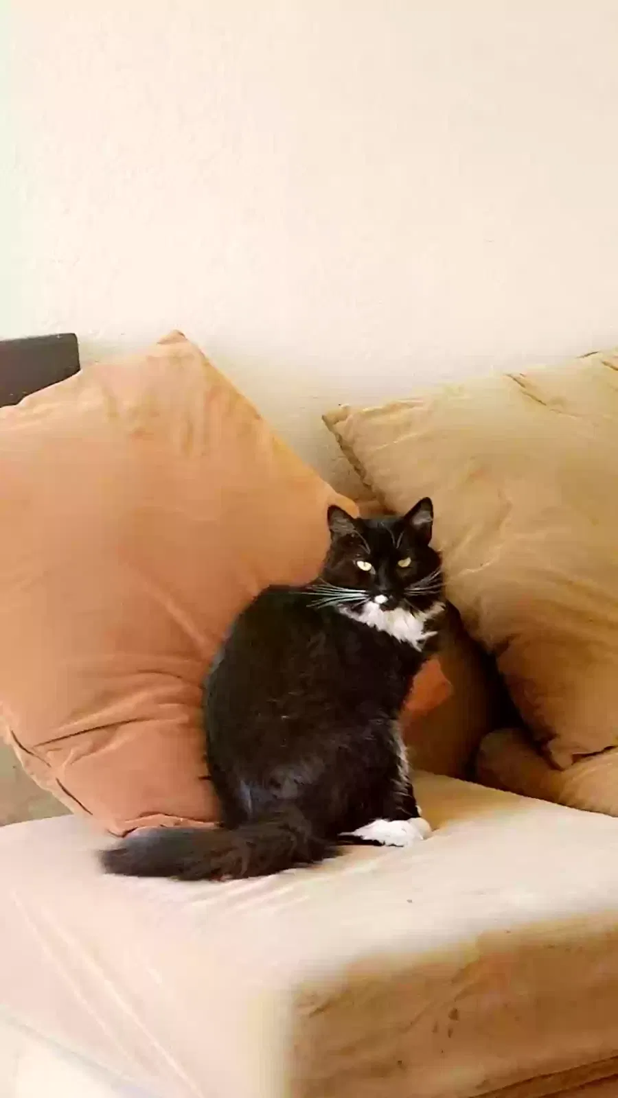 Lost cat in Tucson, AZ, 85745