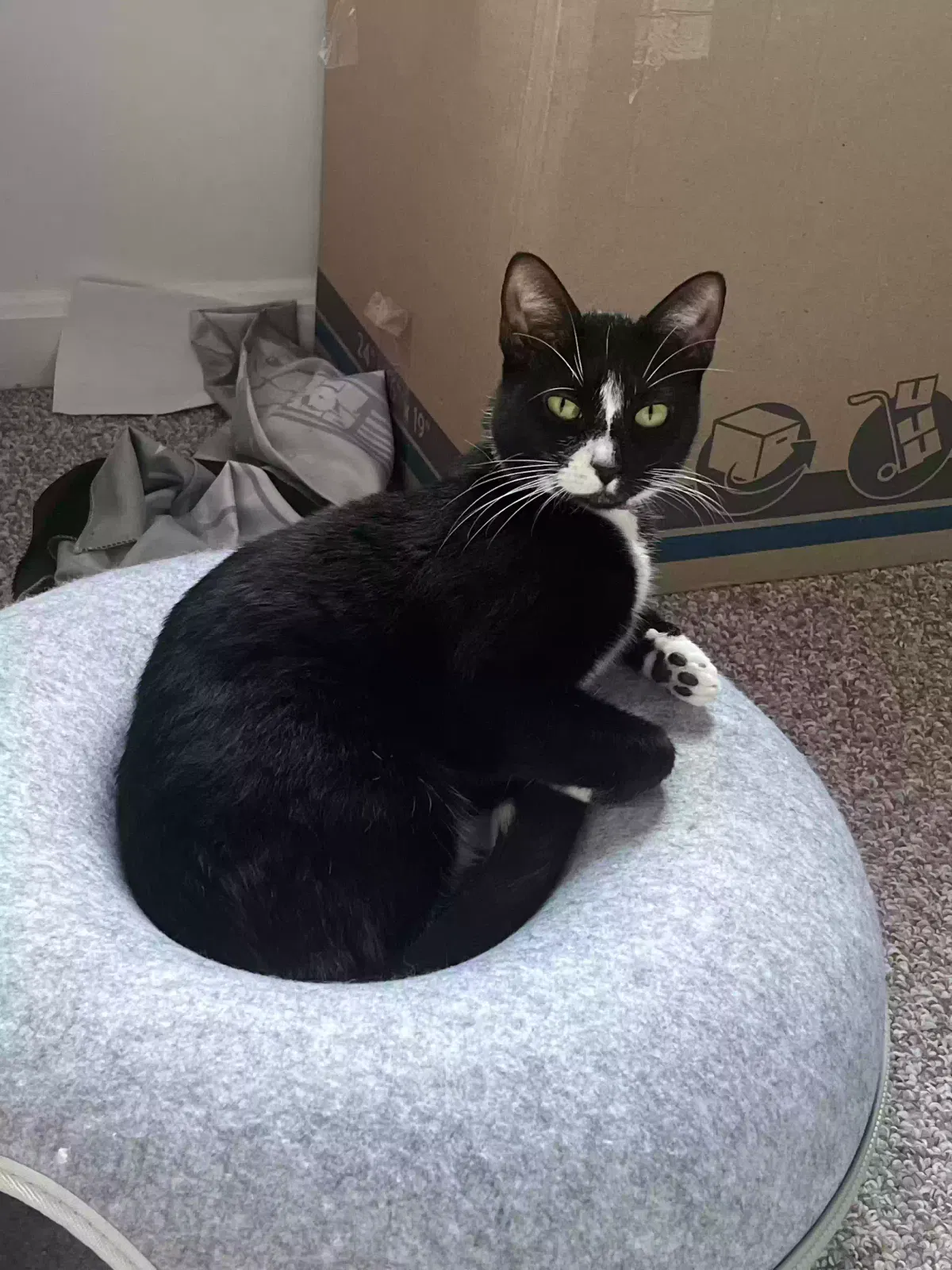 Lost cat in Whitinsville, MA, 1588