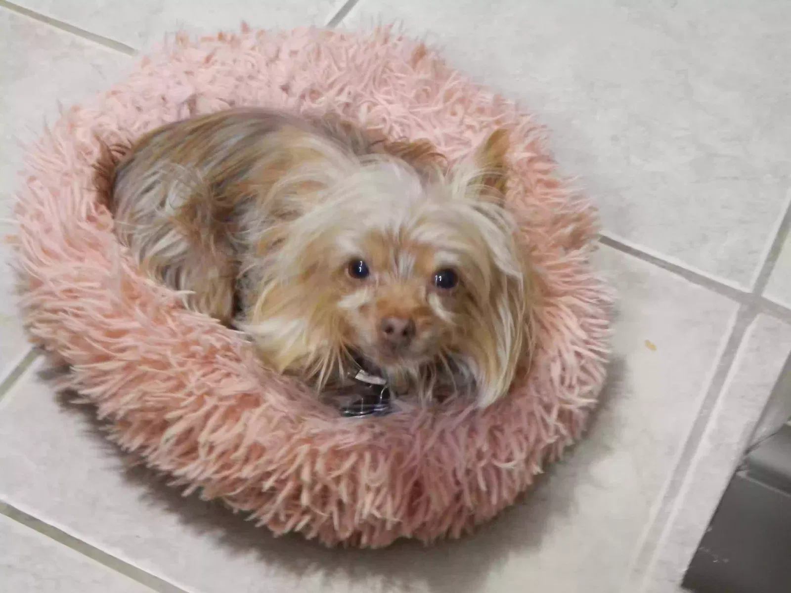 Lost dog in Tooele, UT, 84074