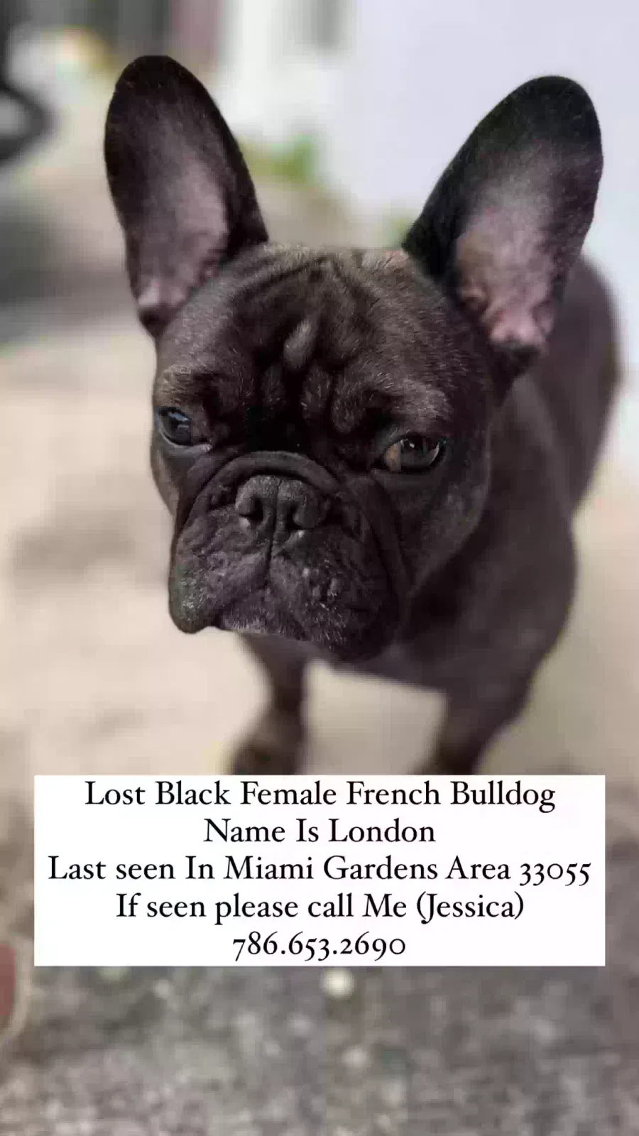 Lost dog in Opa Locka, FL, 33055