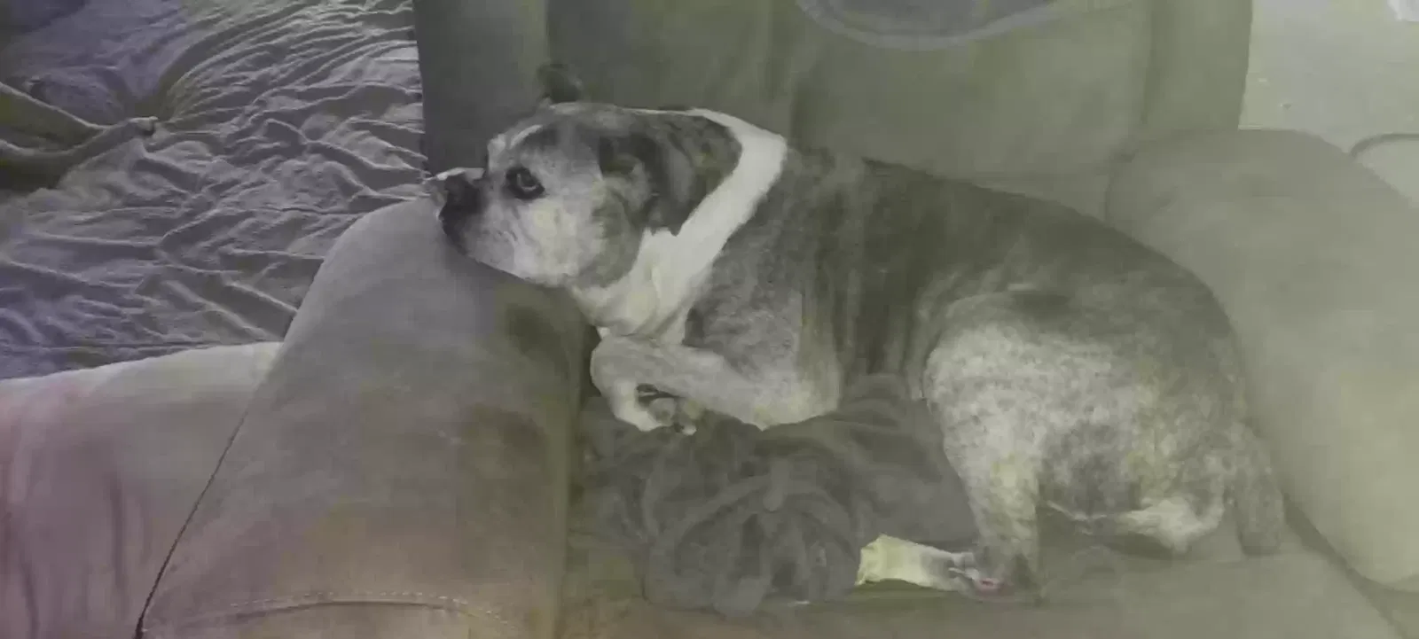 Lost dog in Bessemer City, NC, 28016