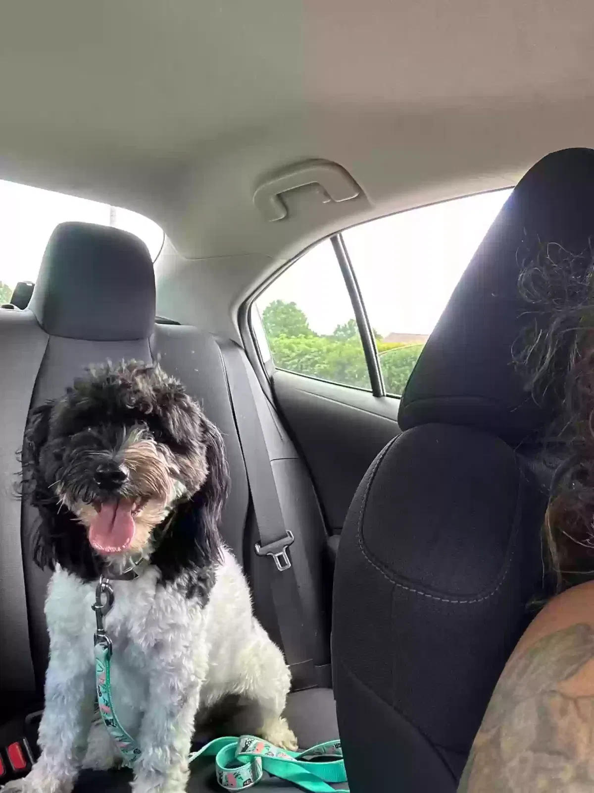 Lost dog in North Canton, OH, 44720