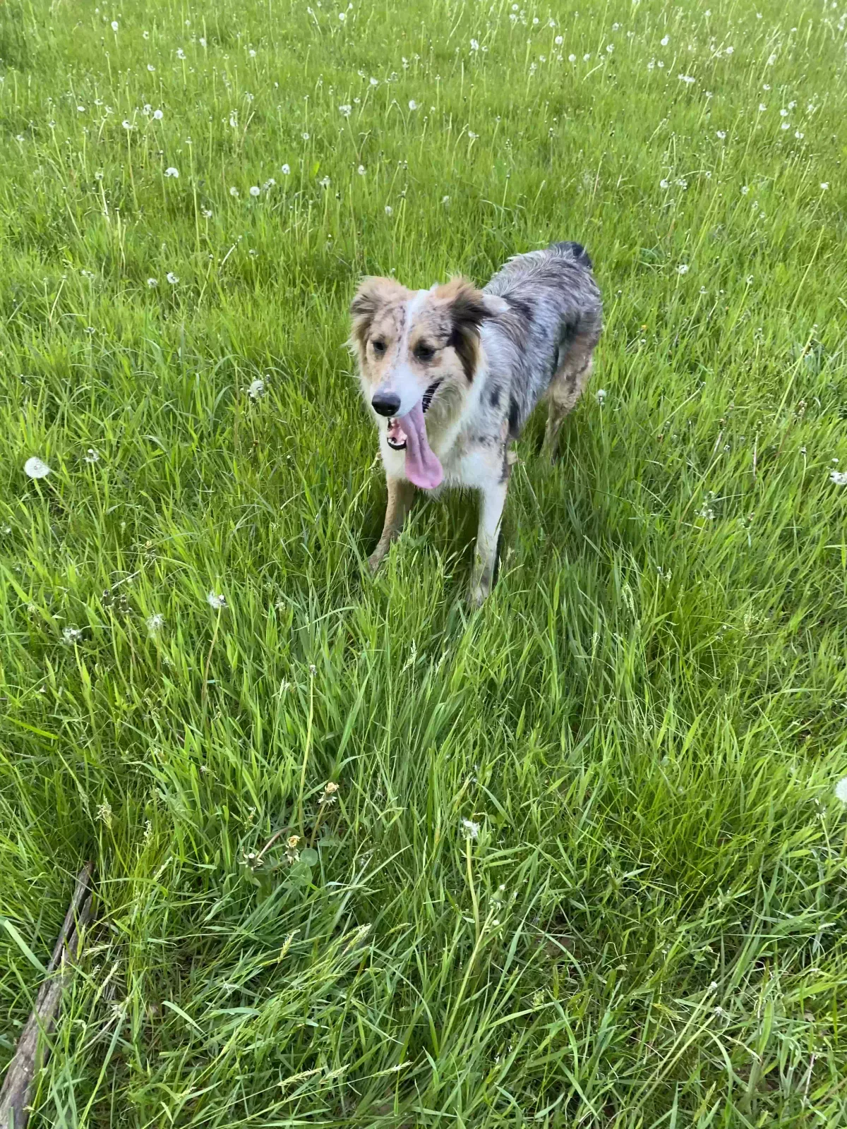 Lost dog in Altoona, PA, 16601