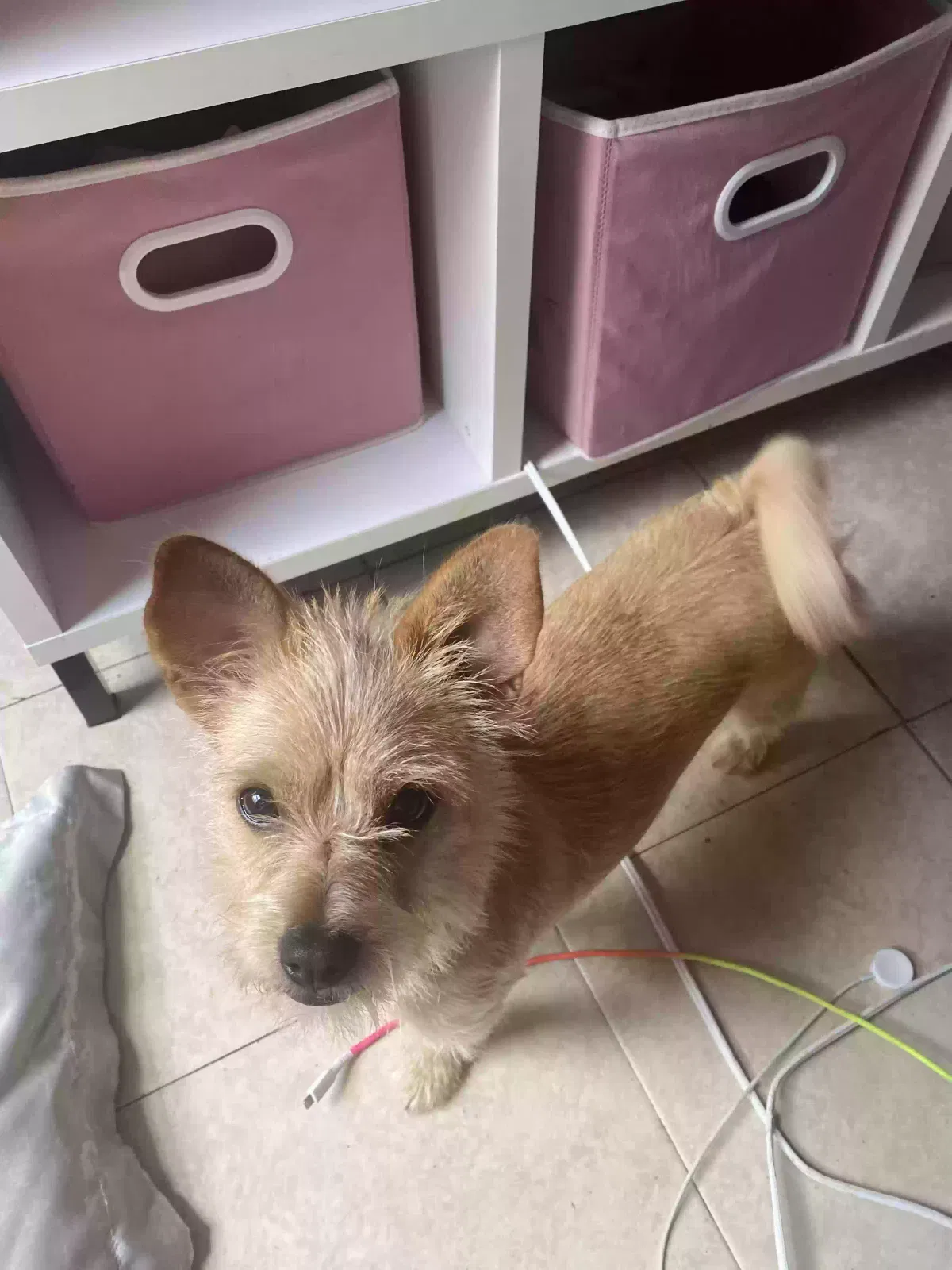 Lost dog in Clovis, NM, 88101