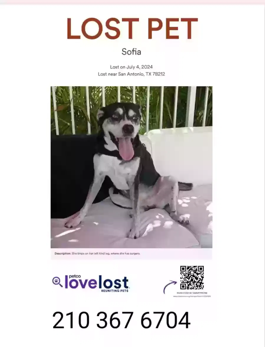Lost dog in San Antonio, TX, 78212