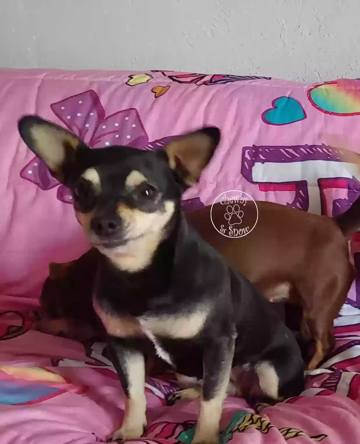Lost dog in Riverside, CA, 92507
