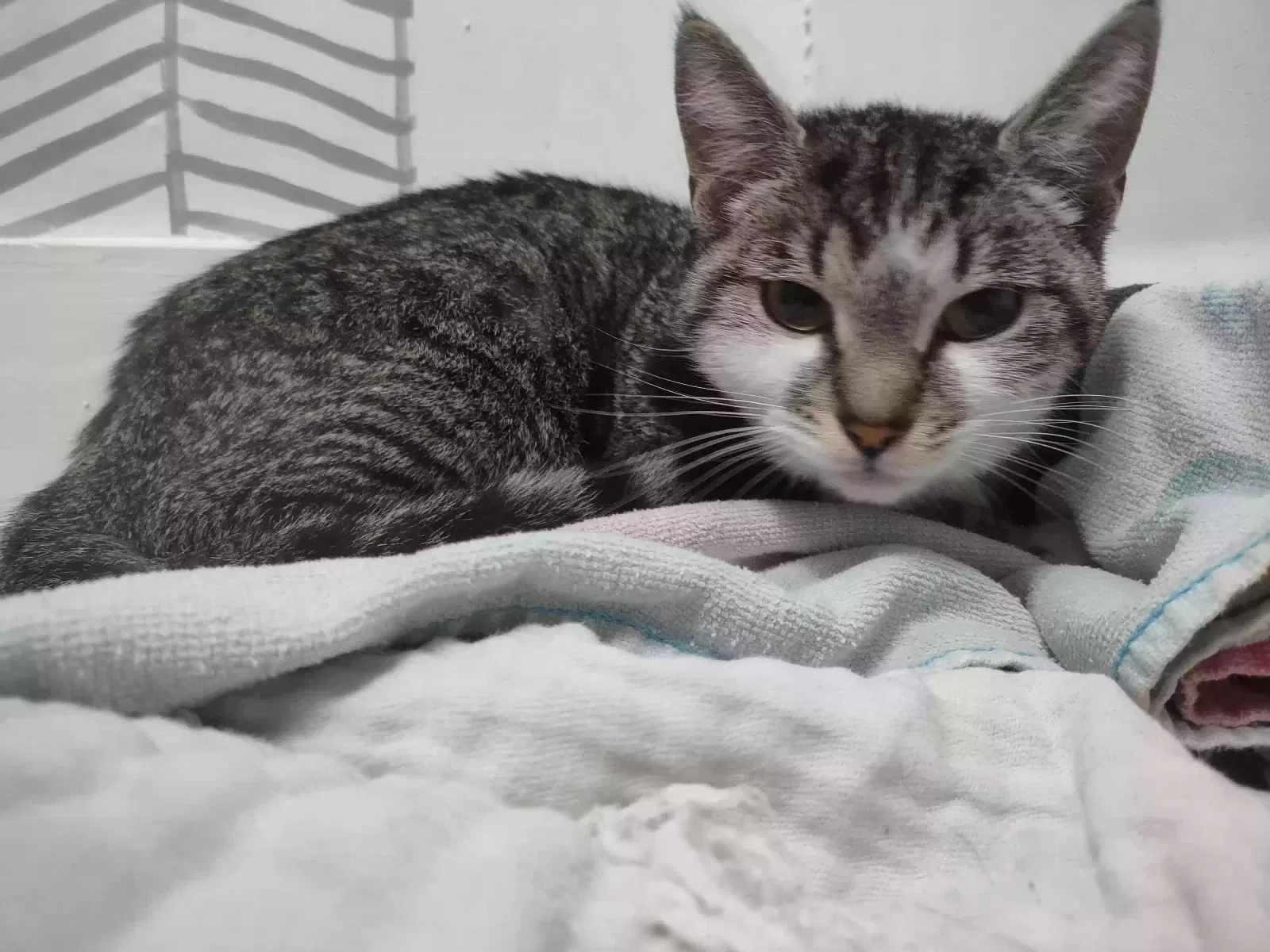 Found cat in Grand Rapids, MI, 49507