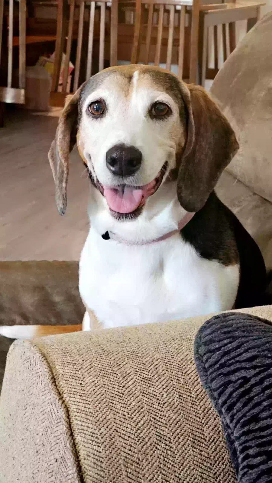 Lost dog in San Antonio, TX, 78252