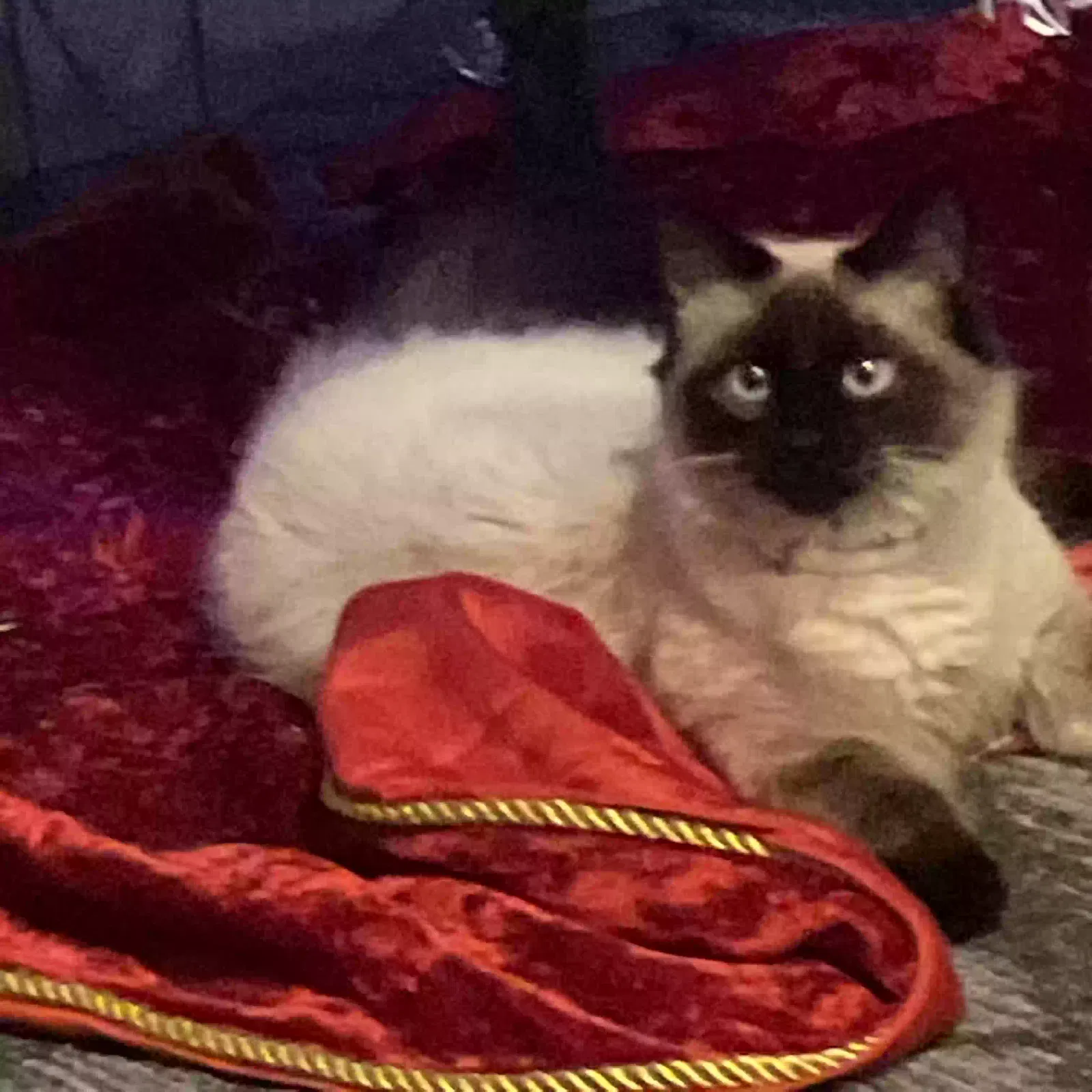 Lost cat in Princeton, MN, 55371