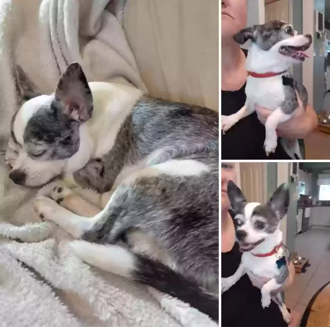 Lost dog in Auburndale, FL, 33823