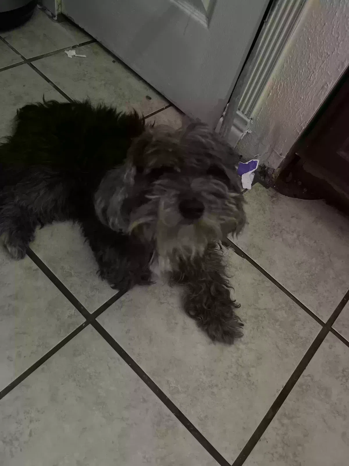 Lost dog in Houston, TX, 77037