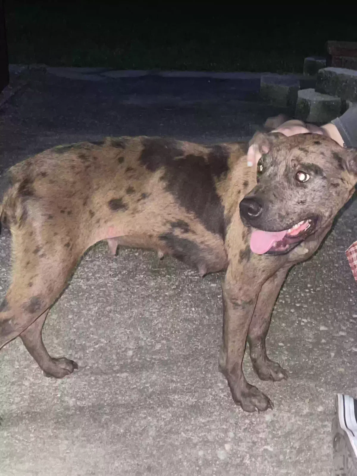 Found dog in Pensacola, FL, 32501