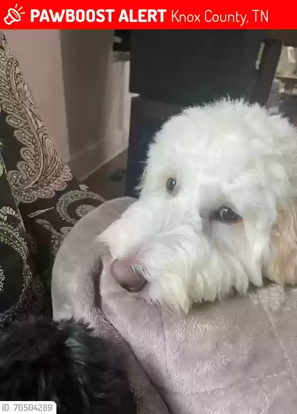 Lost dog in Knoxville, TN, 37918