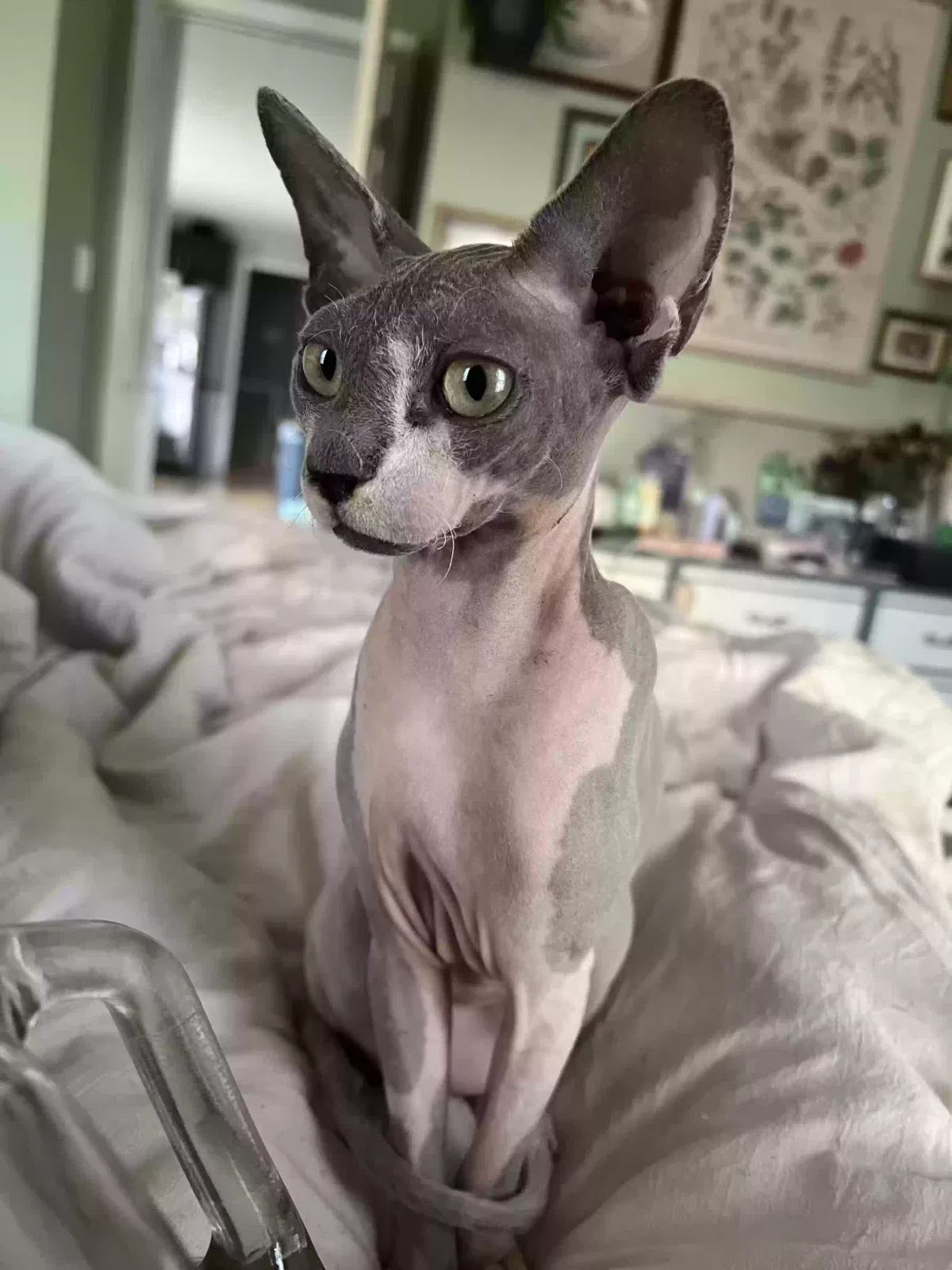 Lost cat in Clarksville, TN, 37042