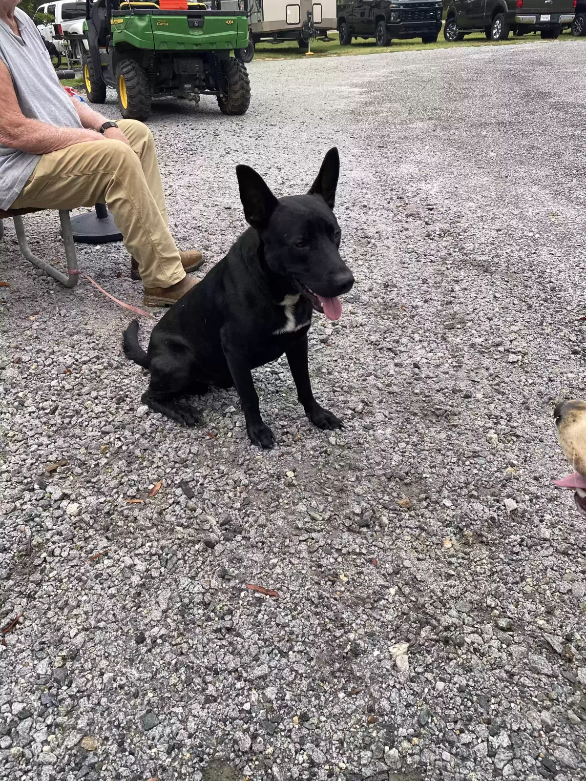 Found dog in Kinards, SC, 29355