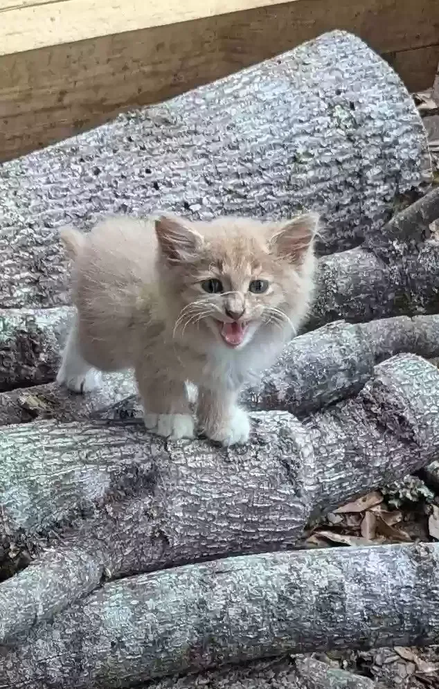 Found cat in Forest City, NC, 28043