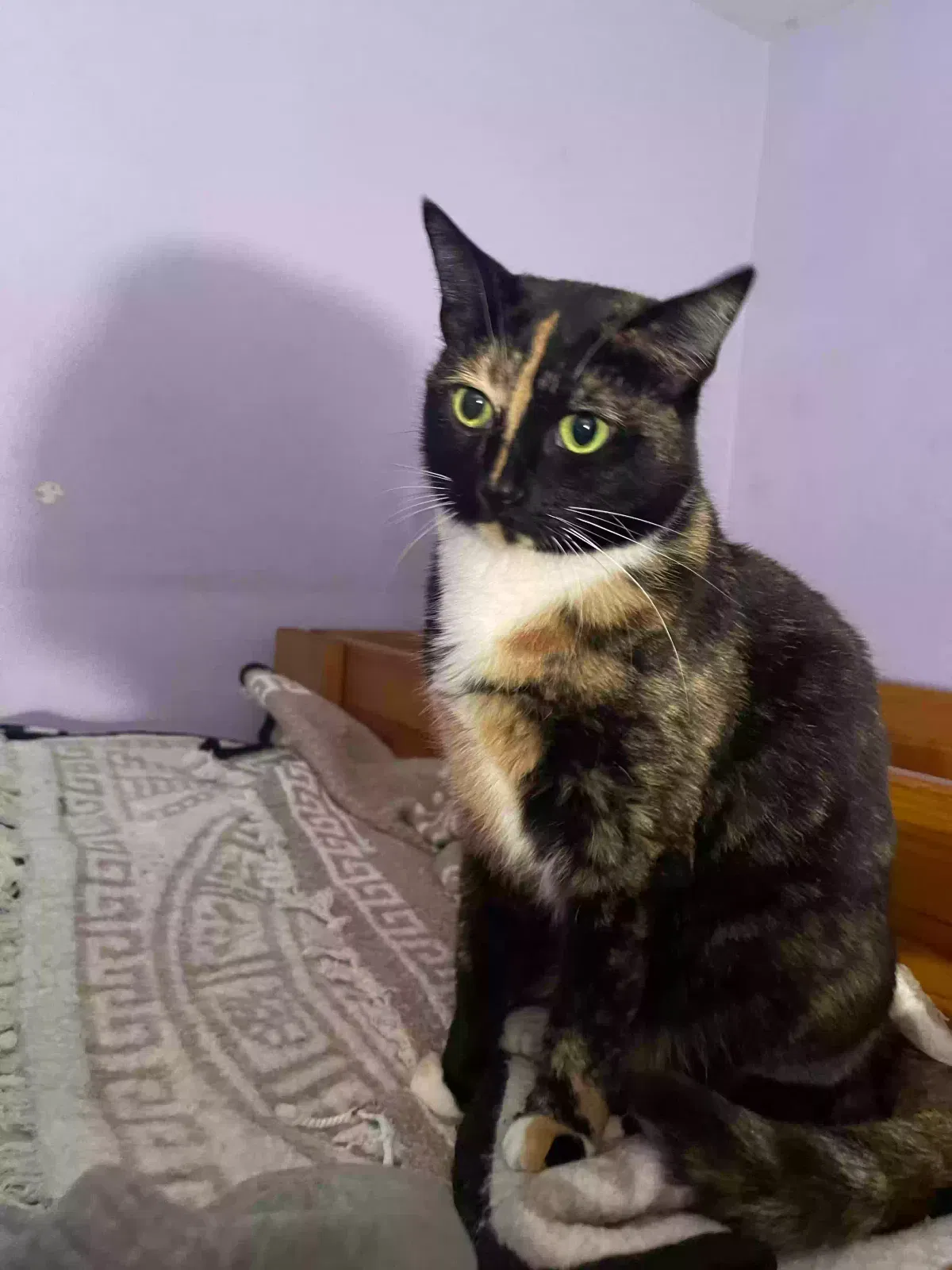 Lost cat in Perris, CA, 92570