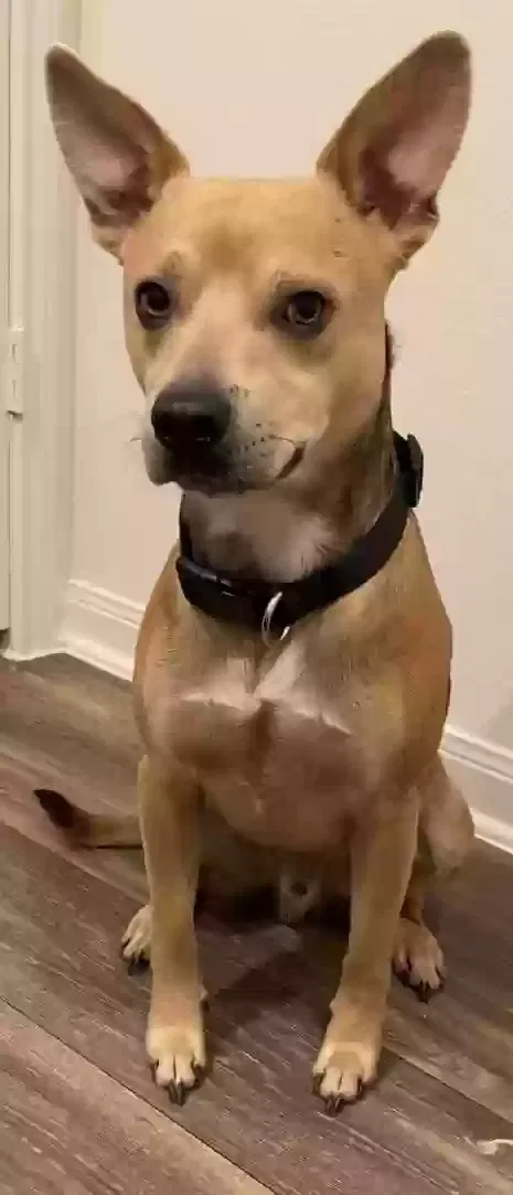 Lost dog in Killeen, TX, 76543