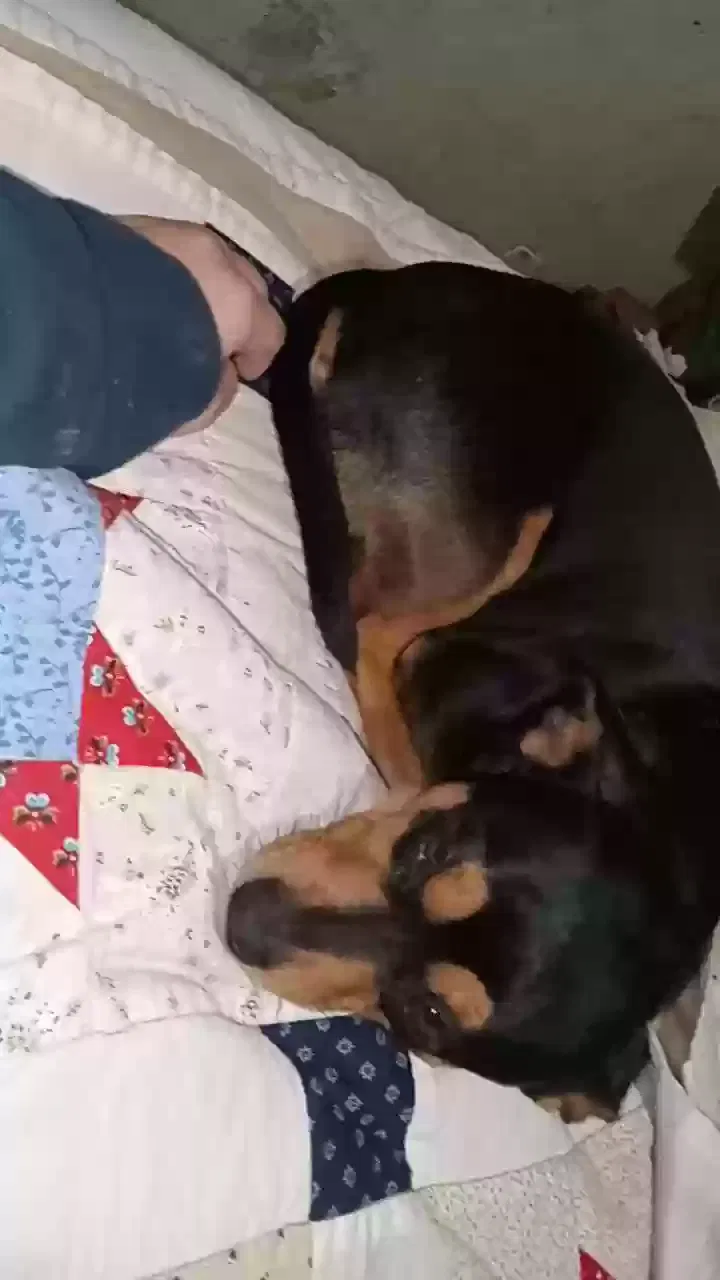 Lost dog in Los Molinos, CA, 96055
