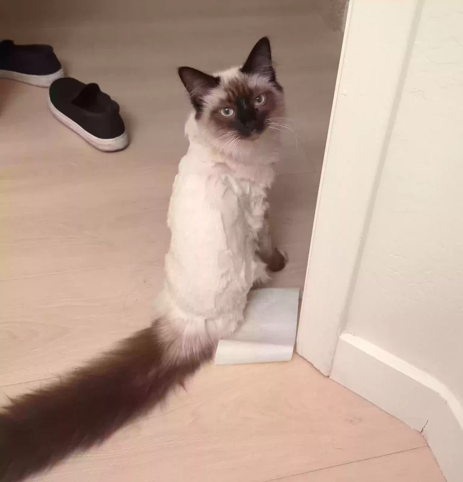 Lost cat in Mesa, AZ, 85209