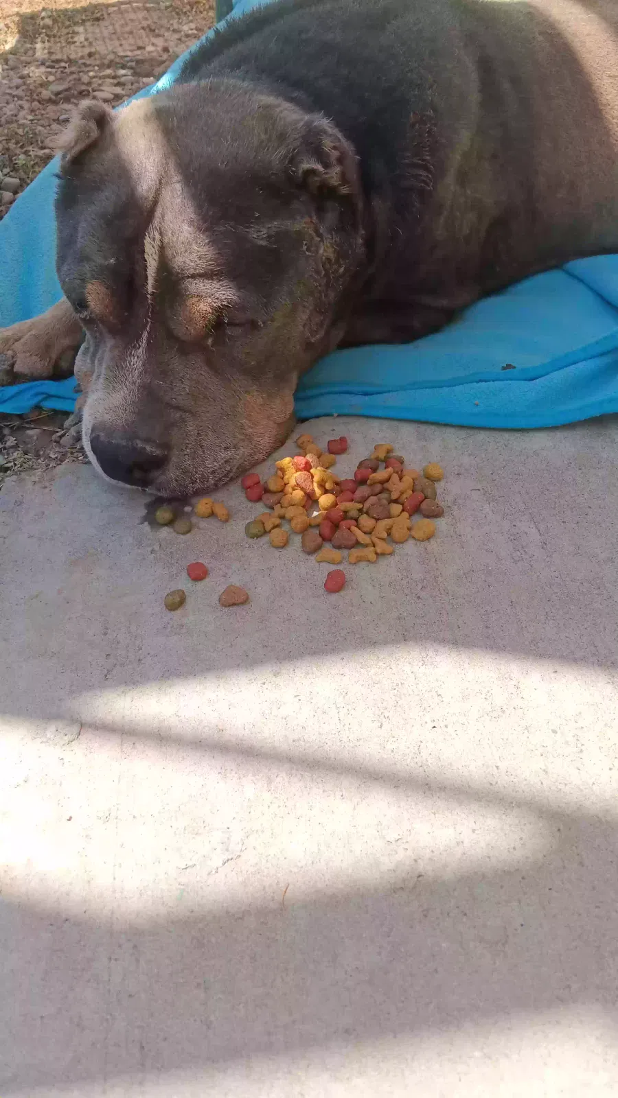 Found dog in Roswell, NM, 88203