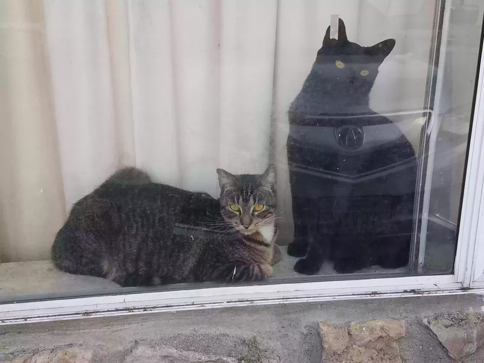 Lost cat in San Jose, CA, 95130