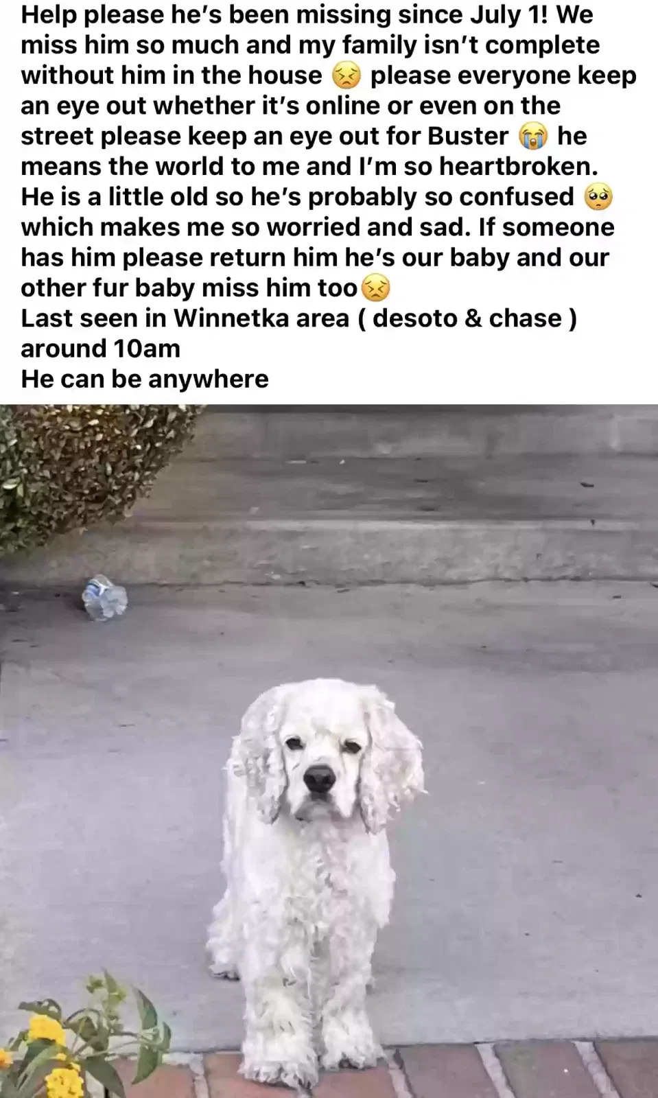 Lost dog in Winnetka, CA, 91306
