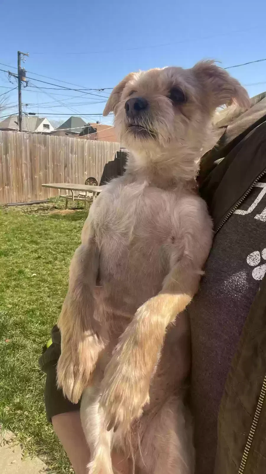 Lost dog in Cicero, IL, 60804
