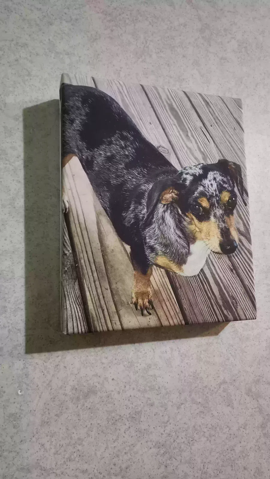 Lost dog in Fairhope, AL, 36532