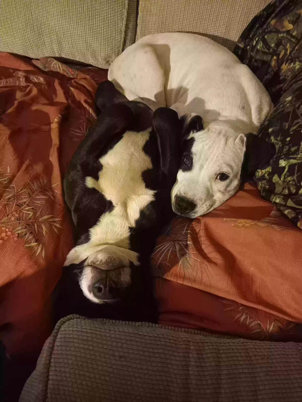 Lost dog in New Market, AL, 35761