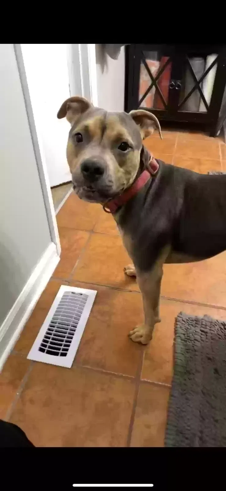 Lost dog in Pelham, AL, 35124