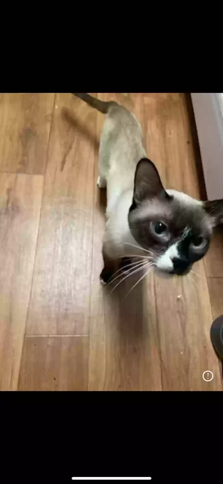 Lost cat in Colorado Springs, CO, 80917
