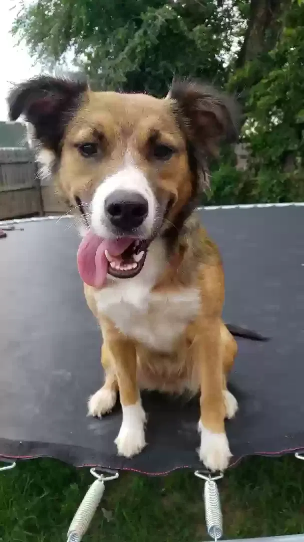 Lost dog in Tulsa, OK, 74110